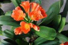 Mixed 8 Types of Clivia Seeds Indoor Ornamental Clivia Flowers Potted Plants 100 PCS Seeds