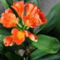 Mixed 8 Types of Clivia Seeds Indoor Ornamental Clivia Flowers Potted Plants 100 PCS Seeds