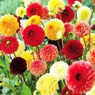 Mixed 8 Types of Dahlia Perennial Flowers 50 PCS Seeds