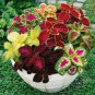 Mixed 9 Colors Coleus Blumei Perennial Flowers 30 PCS Seeds