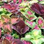 Mixed 9 Colors Coleus Blumei Perennial Flowers 30 PCS Seeds