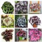 Mixed 9 Colors Coleus Blumei Perennial Flowers 30 PCS Seeds