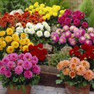 Mixed 9 Colors Dwarf Dahlia Flower 30 PCS Seeds Mixed 9 Colors Dwarf Dahlia Flower 30 PCS Seeds