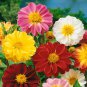 Mixed 9 Colors Dwarf Dahlia Flower 30 PCS Seeds