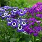 Mixed 9 Colors Florist's Cineraria 50 PCS Seeds