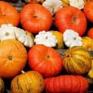 Mixed 9 Kind of Color Rare Pumpkin 10 PCS Seeds
