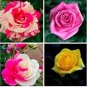 Mixed 9 Kinds of Rare Rose Flower Together Beautiful Bonsai Rose Tree 200 PCS Seeds