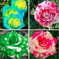 Mixed 9 Kinds of Rare Rose Flower Together Beautiful Bonsai Rose Tree 200 PCS Seeds