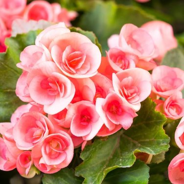 Mixed 9 Types of Begonia Flower 35 PCS Seeds