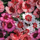 Mixed 9 Types of Dianthus 200 PCS Seeds