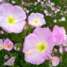Mixed 9 Types of Evening Primrose 30 PCS Seeds