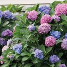 Mixed 9 Types of Hydrangra 20 PCS Seeds Mixed 9 Types of Hydrangra 20 PCS Seeds