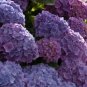 Mixed 9 Types of Hydrangra 20 PCS Seeds