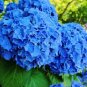 Mixed 9 Types of Hydrangra 20 PCS Seeds