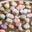 Mixed 9 Types of Lithops Conophytum 10 PCS Seeds Mixed 9 Types of Lithops Conophytum 10 PCS Seeds