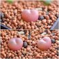 Mixed 9 Types of Lithops Conophytum 10 PCS Seeds
