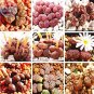 Mixed 9 Types of Lithops Conophytum 10 PCS Seeds
