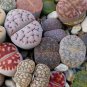 Mixed 9 Types of Lithops pseudotruncatella 10 PCS Seeds
