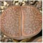Mixed 9 Types of Lithops pseudotruncatella 10 PCS Seeds