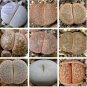 Mixed 9 Types of Lithops pseudotruncatella 10 PCS Seeds