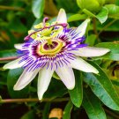 Mixed 9 Types of Passiflora Flowers Big Hanging Bonsai Flower 20 PCS Seeds Mixed 9 Types of Passiflora Flowers Big Hanging Bonsai Flower 20 PCS Seeds