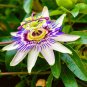 Mixed 9 Types of Passiflora Flowers Big Hanging Bonsai Flower 20 PCS Seeds