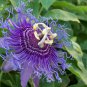 Mixed 9 Types of Passiflora Flowers Big Hanging Bonsai Flower 20 PCS Seeds