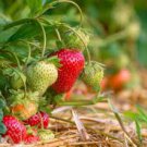 Mixed 9 Types of Rare Delicious Strawberry 100 PCS Seeds