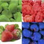 Mixed 9 Types of Rare Delicious Strawberry 100 PCS Seeds