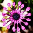 Mixed African Blue Eyed Daisy Flowers Osteospermum Bonsai 100 PCS Seeds