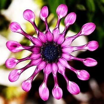 Mixed African Blue Eyed Daisy Flowers Osteospermum Bonsai 100 PCS Seeds
