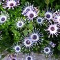 Mixed African Blue Eyed Daisy Flowers Osteospermum Bonsai 100 PCS Seeds