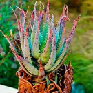 Mixed Aloe 100 PCS Seeds