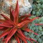 Mixed Aloe 100 PCS Seeds