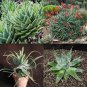 Mixed Aloe 100 PCS Seeds