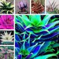 Mixed Aloe 100 PCS Seeds