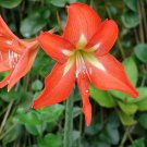Mixed Amaryllis Bonsai Seeds Not Bulbs Balcony Garden Lily Plant 100 PCS Seeds Mixed Amaryllis Bonsai Seeds Not Bulbs Balcony Garden Lily Plant 100 PCS Seeds