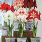 Mixed Amaryllis Red White Pinkish-White Mix Colors 100 PCS Seeds