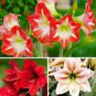 Mixed Amaryllis Red White Pinkish-White Mix Colors 100 PCS Seeds
