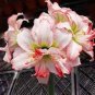 Mixed Amaryllis Seeds Not Bulbs 100 PCS Seeds