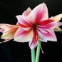 Mixed Amaryllis Seeds Not Bulbs 100 PCS Seeds