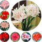 Mixed Amaryllis Seeds Not Bulbs 100 PCS Seeds