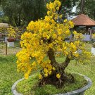 Mixed Angels Yellow Asphodel Bonsai 100 PCS Seeds Mixed Angels Yellow Asphodel Bonsai 100 PCS Seeds