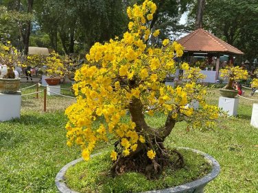 Mixed Angels Yellow Asphodel Bonsai 100 PCS Seeds