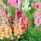 Mixed Antirrhinum Snapdragon Jardin Fragrant Dwarf Flower 100 PCS Seeds Mixed Antirrhinum Snapdragon Jardin Fragrant Dwarf Flower 100 PCS Seeds