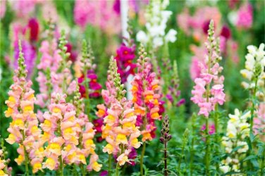 Mixed Antirrhinum Snapdragon Jardin Fragrant Dwarf Flower 100 PCS Seeds