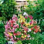 Mixed Antirrhinum Snapdragon Jardin Fragrant Dwarf Flower 100 PCS Seeds