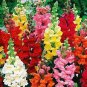 Mixed Antirrhinum Snapdragon Jardin Fragrant Dwarf Flower 100 PCS Seeds