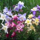 Mixed Aquilegia Double Bonsai, Aquilegia Columbine Flowers 100 PCS Seeds Mixed Aquilegia Double Bonsai, Aquilegia Columbine Flowers 100 PCS Seeds
