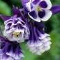 Mixed Aquilegia Double Bonsai, Aquilegia Columbine Flowers 100 PCS Seeds
